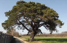 DSCF6544