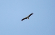 Cicogna