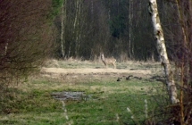 DSCF3861