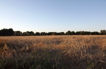 DSCF5252