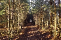 bosco3