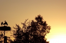 DSCF5279